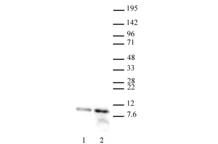 Western Blot - Anti-Histone H4 (acetyl Lys 12) Antibody (A320143) - Antibodies.com