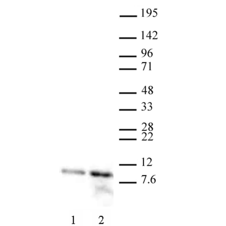 Western Blot - Anti-Histone H4 (acetyl Lys 12) Antibody (A320143) - Antibodies.com