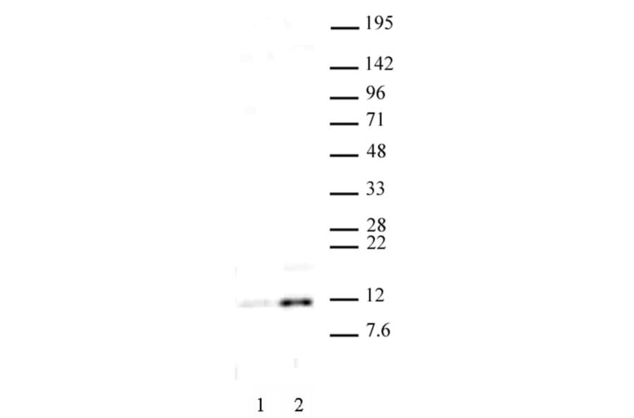 Western Blot - Anti-Histone H4 (acetyl Lys 16) Antibody (A320144) - Antibodies.com