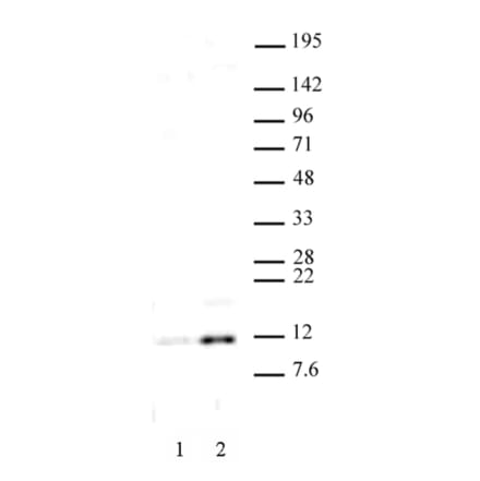 Western Blot - Anti-Histone H4 (acetyl Lys 16) Antibody (A320144) - Antibodies.com