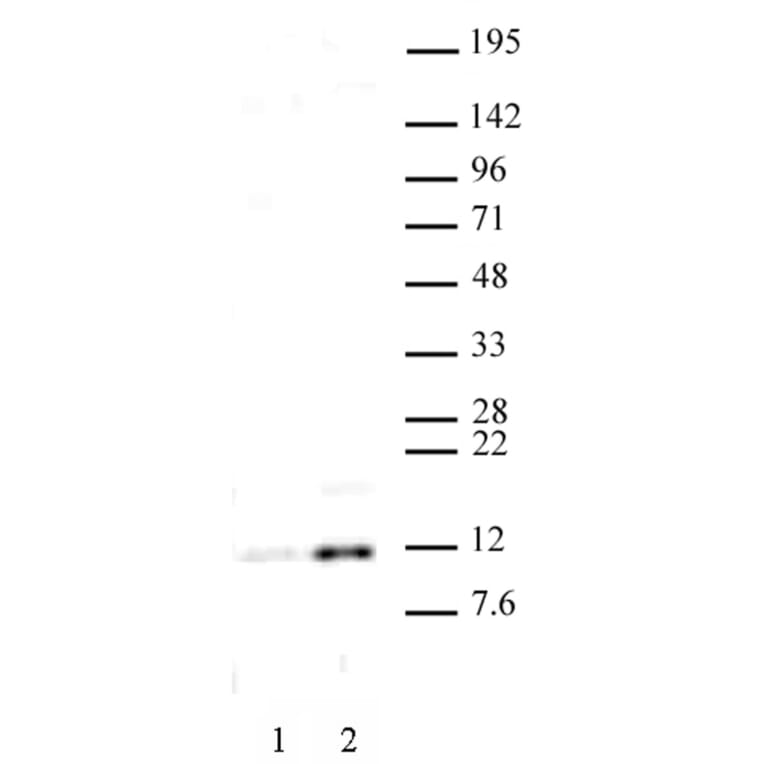 Western Blot - Anti-Histone H4 (acetyl Lys 16) Antibody (A320144) - Antibodies.com