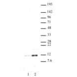 Western Blot - Anti-Histone H4 (acetyl Lys 16) Antibody (A320144) - Antibodies.com