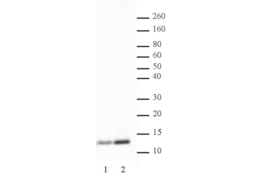 Western Blot - Anti-Histone H4 (acetyl Lys 5) Antibody (A320145) - Antibodies.com