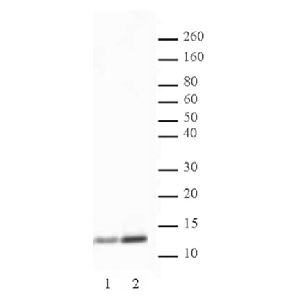 Western Blot - Anti-Histone H4 (acetyl Lys 5) Antibody (A320145) - Antibodies.com