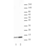 Western Blot - Anti-Histone H4 (acetyl Lys 5) Antibody (A320145) - Antibodies.com