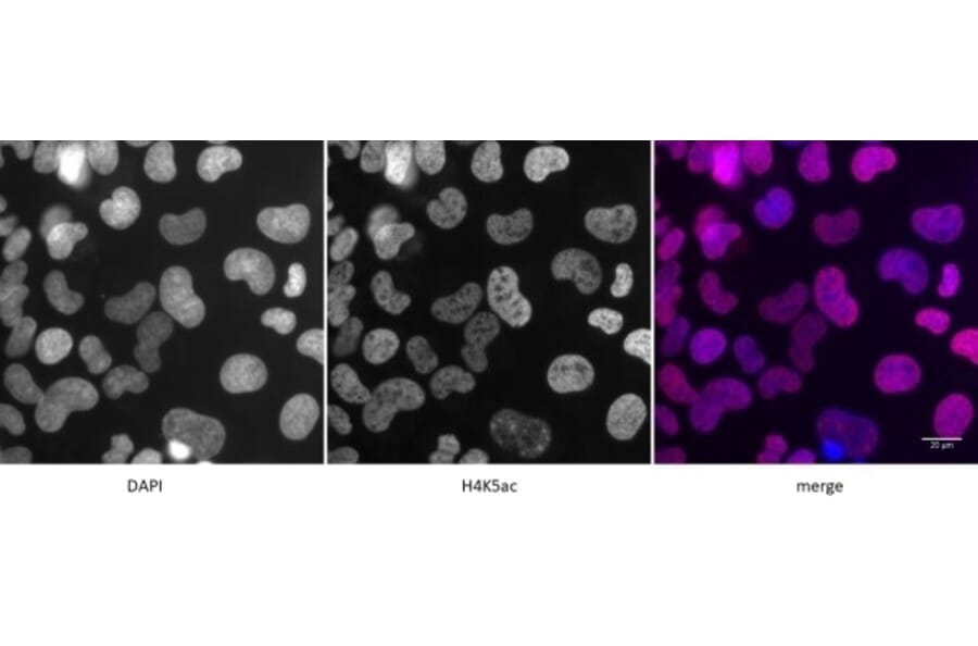 Immunofluorescence  - Anti-Histone H4 (acetyl Lys 5) Antibody (A320145) - Antibodies.com