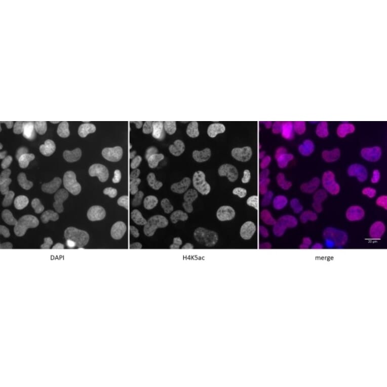 Immunofluorescence  - Anti-Histone H4 (acetyl Lys 5) Antibody (A320145) - Antibodies.com