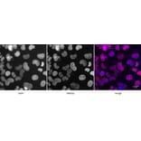 Immunofluorescence  - Anti-Histone H4 (acetyl Lys 5) Antibody (A320145) - Antibodies.com