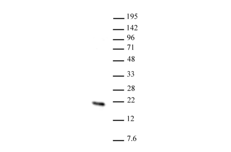 Western Blot - Anti-HMGN2 Antibody (A320148) - Antibodies.com