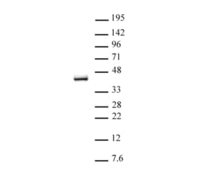 Western Blot - Anti-IRF2 Antibody (A320149) - Antibodies.com