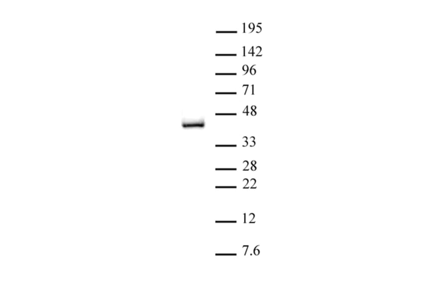 Western Blot - Anti-IRF2 Antibody (A320149) - Antibodies.com