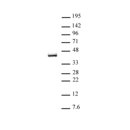 Western Blot - Anti-IRF2 Antibody (A320149) - Antibodies.com