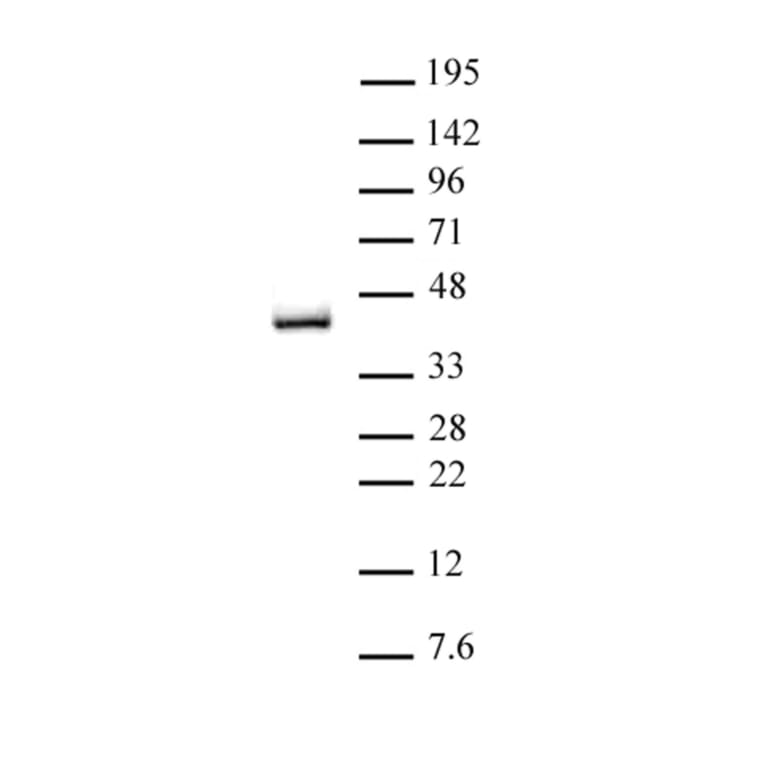 Western Blot - Anti-IRF2 Antibody (A320149) - Antibodies.com