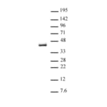 Western Blot - Anti-IRF2 Antibody (A320149) - Antibodies.com