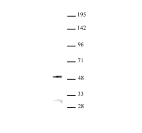 Western Blot - Anti-JMJD6 Antibody (A320151) - Antibodies.com