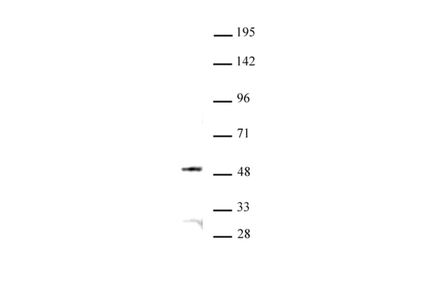 Western Blot - Anti-JMJD6 Antibody (A320151) - Antibodies.com