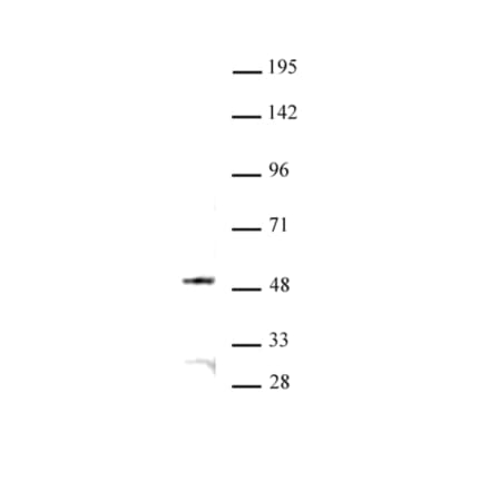 Western Blot - Anti-JMJD6 Antibody (A320151) - Antibodies.com