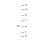 Western Blot - Anti-JMJD6 Antibody (A320151) - Antibodies.com