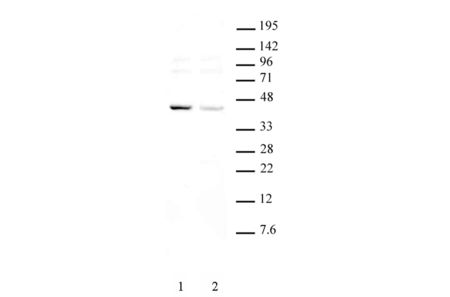 Western Blot - Anti-KLF6 Antibody (A320153) - Antibodies.com