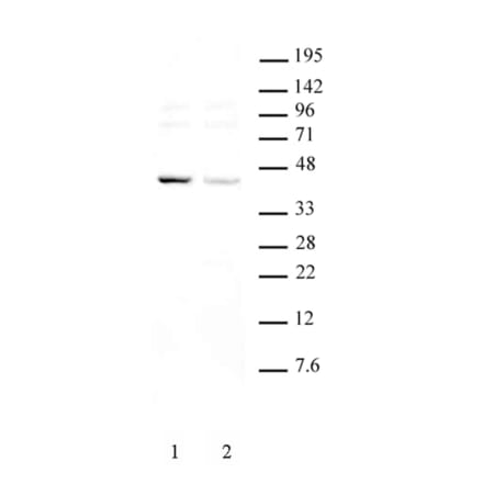Western Blot - Anti-KLF6 Antibody (A320153) - Antibodies.com