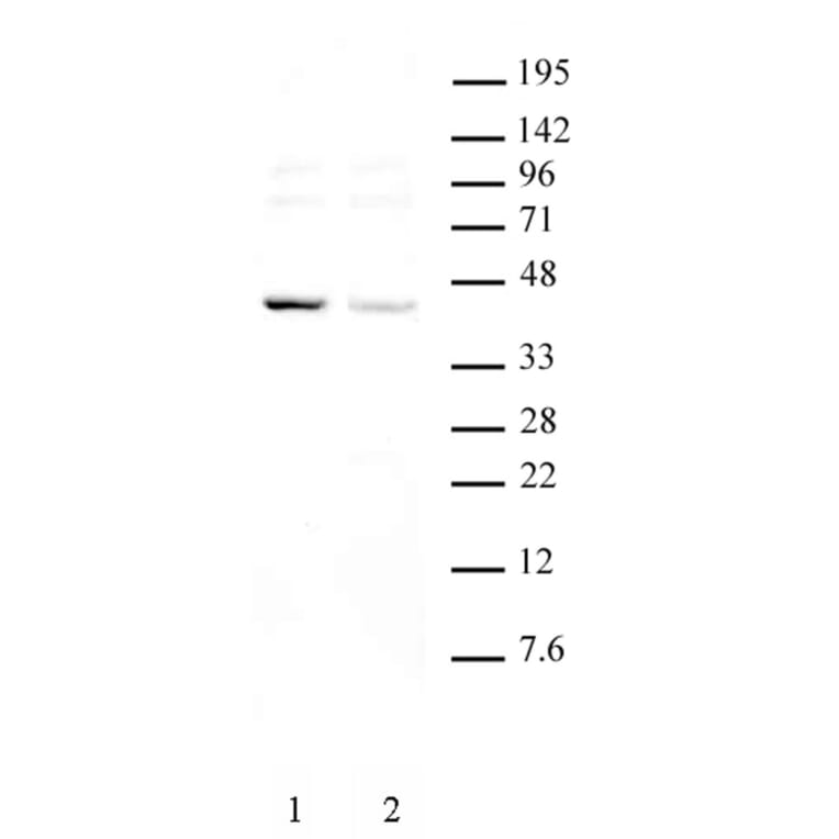 Western Blot - Anti-KLF6 Antibody (A320153) - Antibodies.com