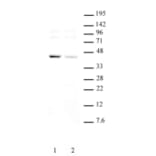 Western Blot - Anti-KLF6 Antibody (A320153) - Antibodies.com