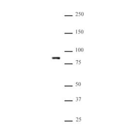 Western Blot - Anti-MLL5 Antibody (A320154) - Antibodies.com