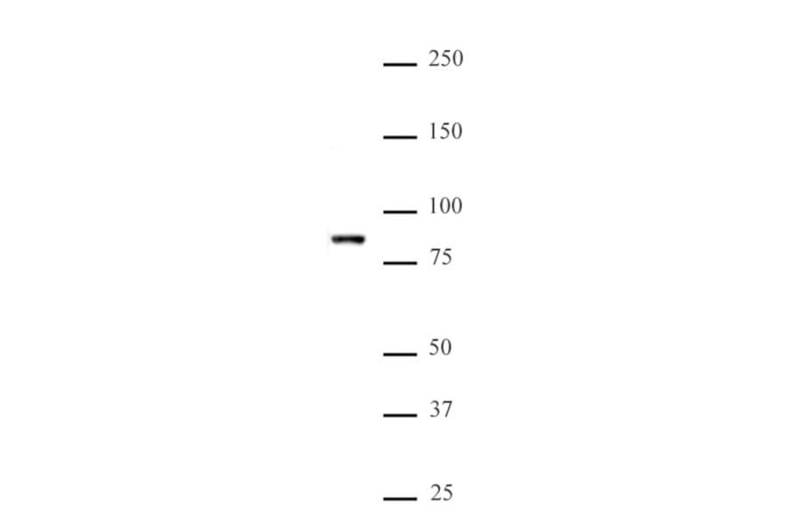 Western Blot - Anti-MLL5 Antibody (A320154) - Antibodies.com
