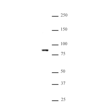 Western Blot - Anti-MLL5 Antibody (A320154) - Antibodies.com