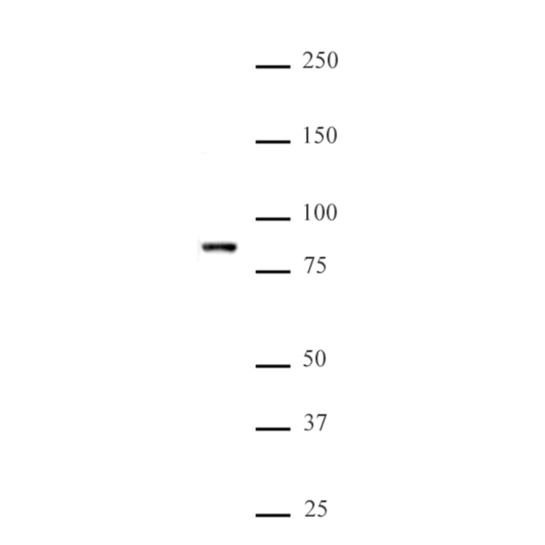 Western Blot - Anti-MLL5 Antibody (A320154) - Antibodies.com