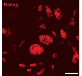Immunofluorescence  - Anti-Nanog Antibody (A320157) - Antibodies.com