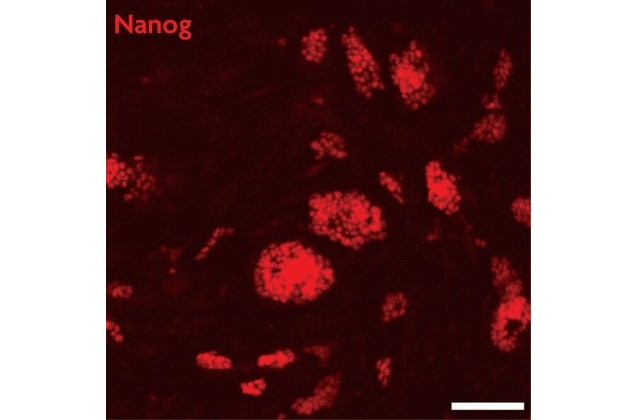 Immunofluorescence  - Anti-Nanog Antibody (A320157) - Antibodies.com