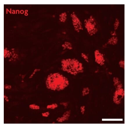 Immunofluorescence  - Anti-Nanog Antibody (A320157) - Antibodies.com