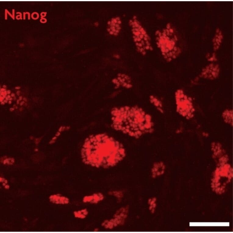Immunofluorescence  - Anti-Nanog Antibody (A320157) - Antibodies.com