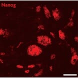 Immunofluorescence  - Anti-Nanog Antibody (A320157) - Antibodies.com