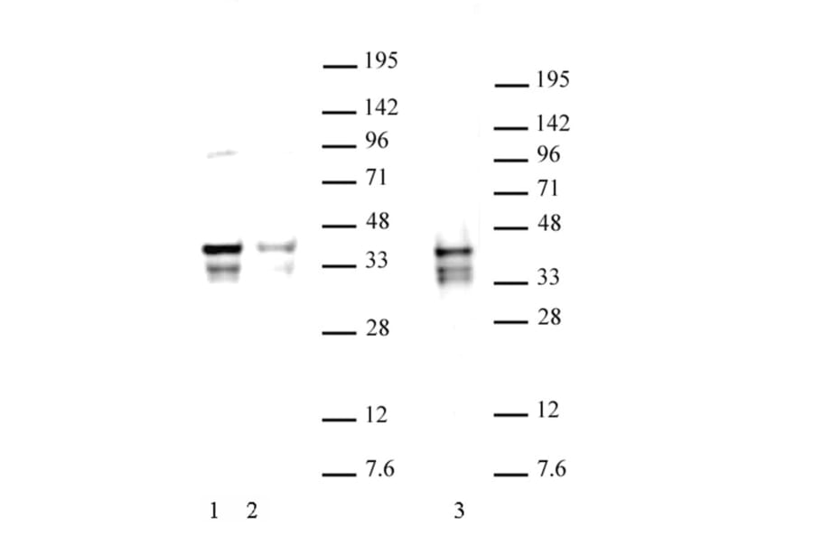Western Blot - Anti-Nanog Antibody (A320157) - Antibodies.com