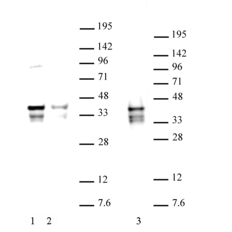 Western Blot - Anti-Nanog Antibody (A320157) - Antibodies.com