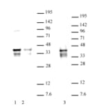 Western Blot - Anti-Nanog Antibody (A320157) - Antibodies.com
