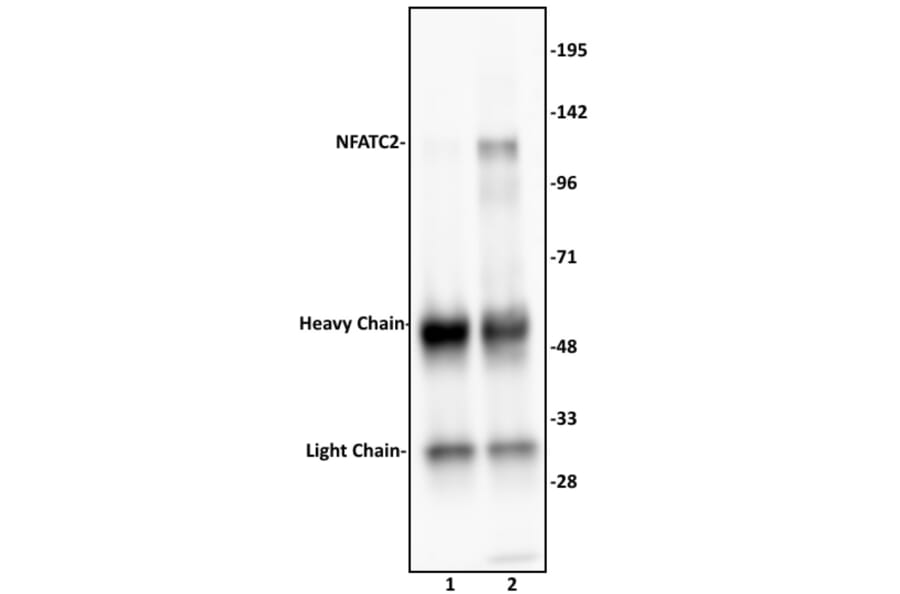 Immunoprecipitation  - Anti-NFAT1 Antibody (A320159) - Antibodies.com