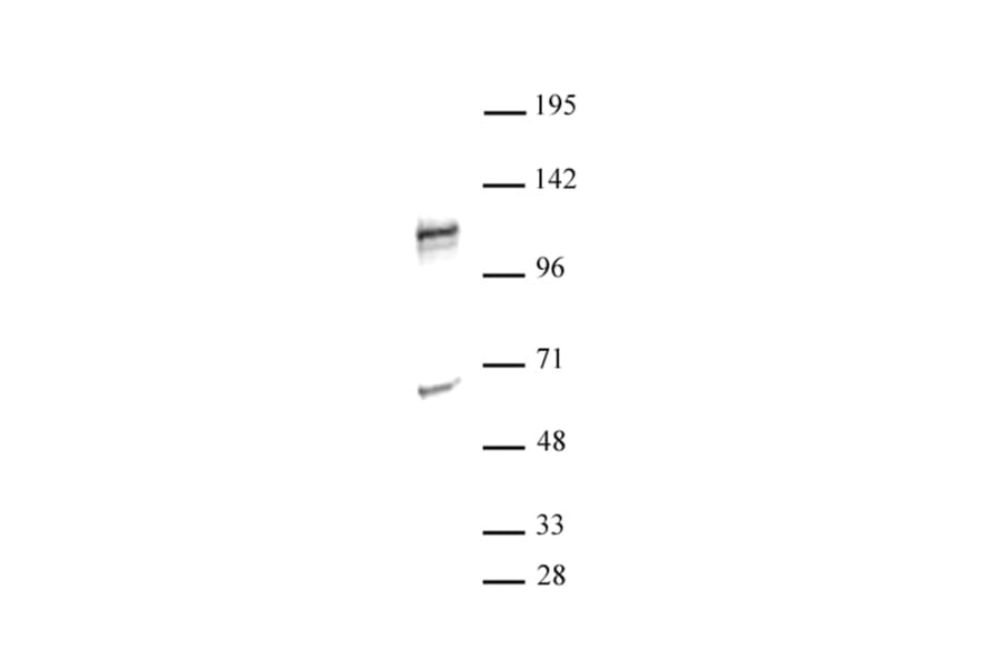Western Blot - Anti-NFAT1 Antibody (A320159) - Antibodies.com