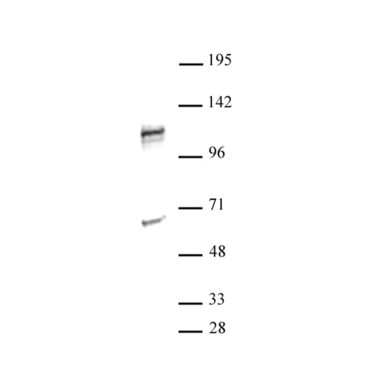 Western Blot - Anti-NFAT1 Antibody (A320159) - Antibodies.com