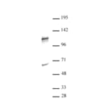 Western Blot - Anti-NFAT1 Antibody (A320159) - Antibodies.com