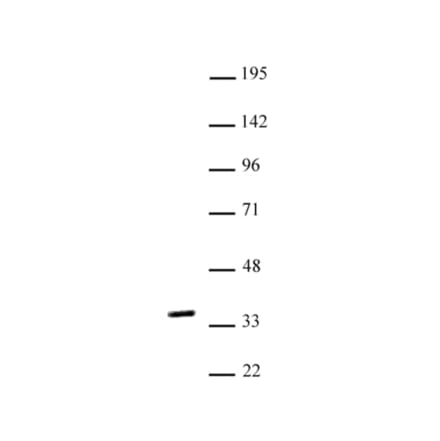 Western Blot - Anti-Nkx2.5 Antibody (A320160) - Antibodies.com
