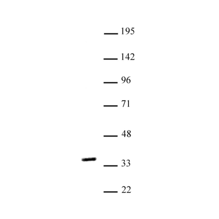 Western Blot - Anti-Nkx2.5 Antibody (A320160) - Antibodies.com