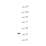 Western Blot - Anti-Nkx2.5 Antibody (A320160) - Antibodies.com