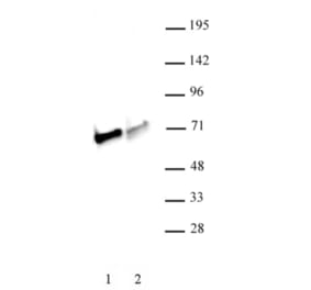 Western Blot - Anti-NRF1 Antibody (A320161) - Antibodies.com