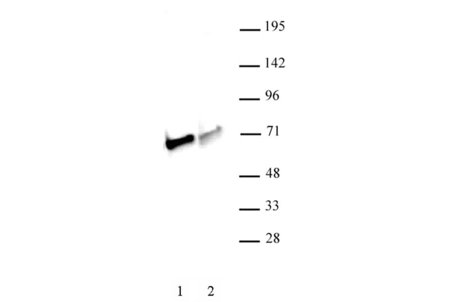 Western Blot - Anti-NRF1 Antibody (A320161) - Antibodies.com
