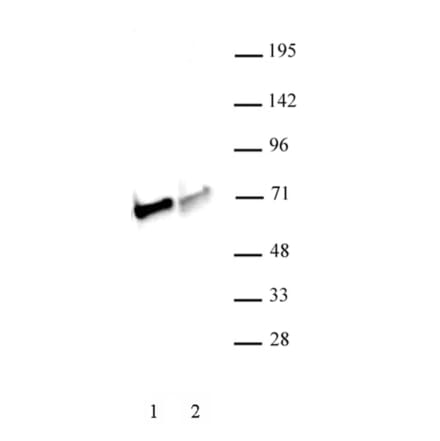 Western Blot - Anti-NRF1 Antibody (A320161) - Antibodies.com