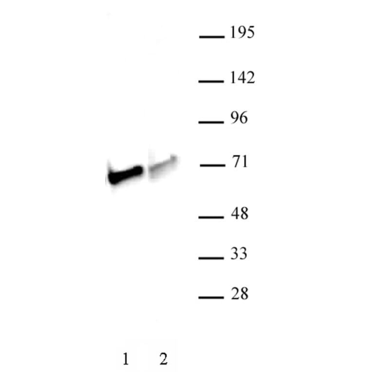 Western Blot - Anti-NRF1 Antibody (A320161) - Antibodies.com