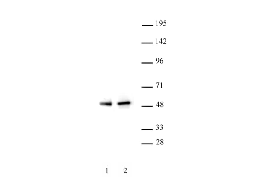 Western Blot - Anti-PAX5 Antibody (A320163) - Antibodies.com